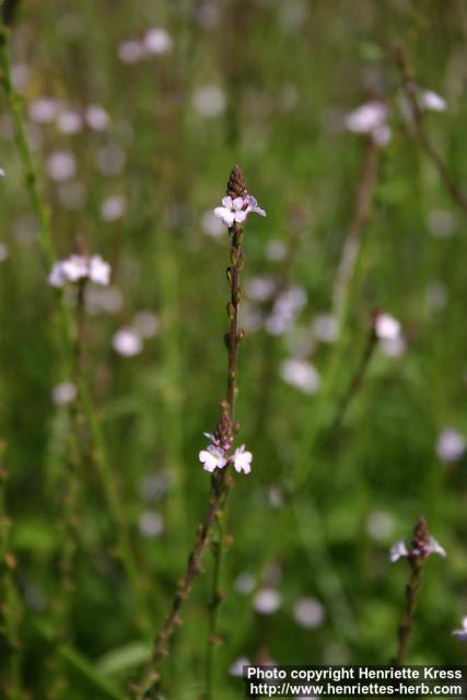 Photo: Verbena officinalis 5.