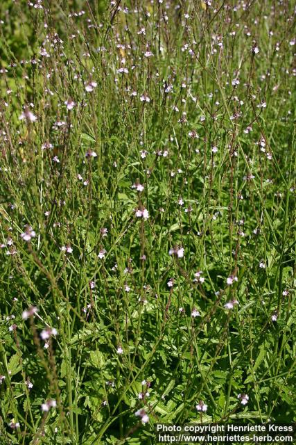 Photo: Verbena officinalis 6.