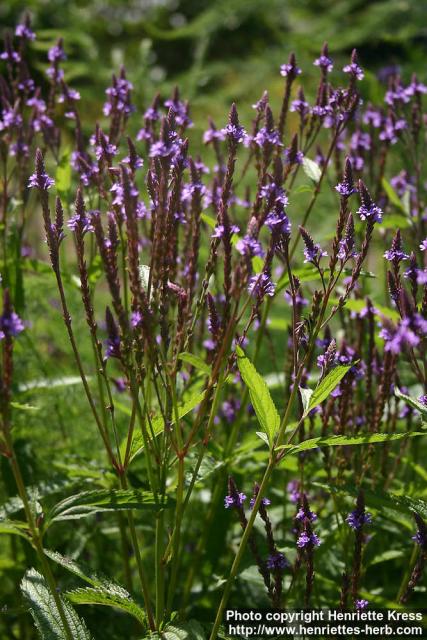 Photo: Verbena hastata 9.