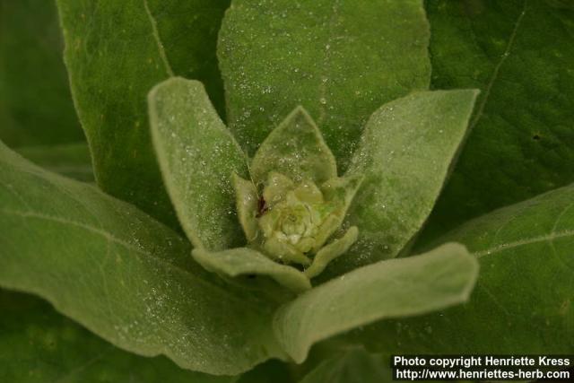 Photo: Verbascum thapsus 15.