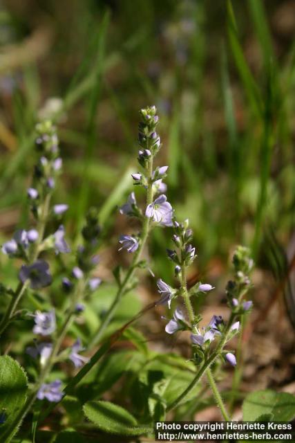 Photo: Veronica officinalis 12.