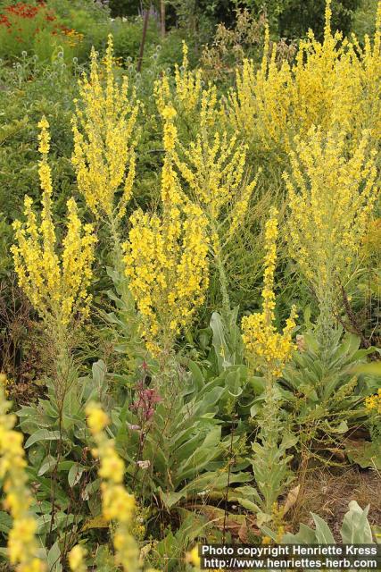 Photo: Verbascum speciosum 1.