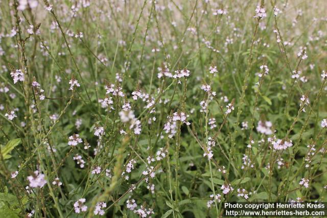 Photo: Verbena officinalis 8.