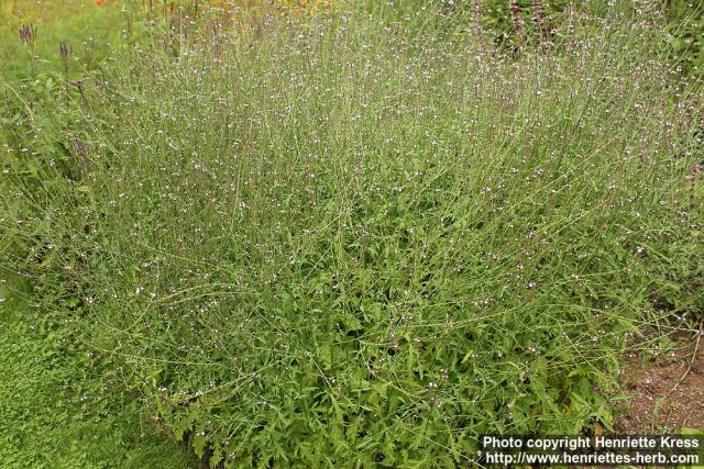 Photo: Verbena officinalis 10.