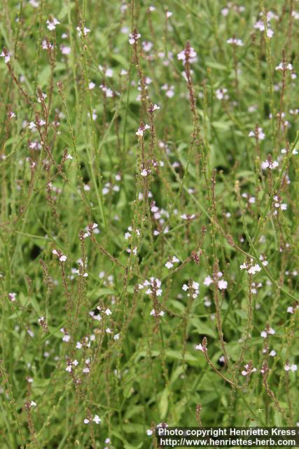 Photo: Verbena officinalis 11.