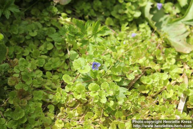 Photo: Veronica filiformis.