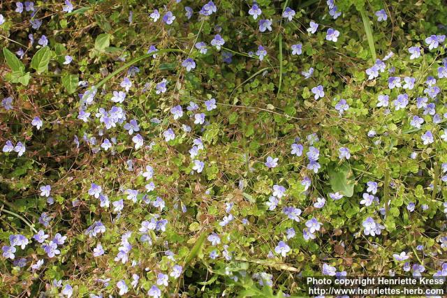 Photo: Veronica filiformis 3.