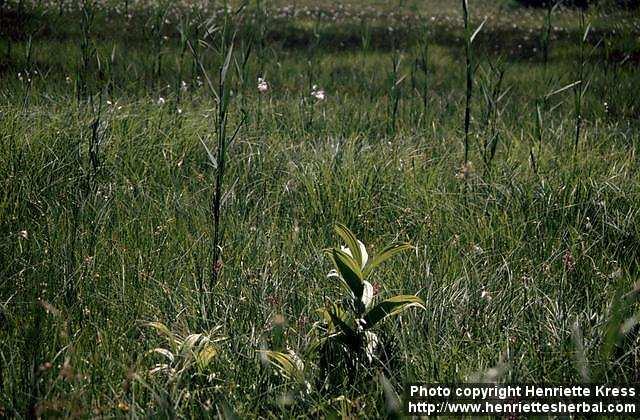 Photo: Veratrum album.