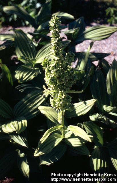 Photo: Veratrum album 1.