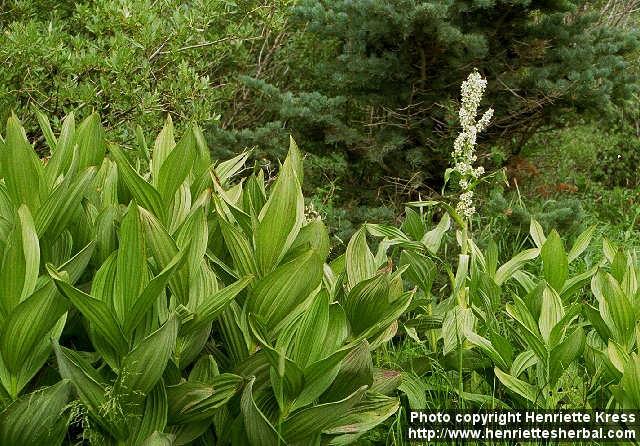 Photo: Veratrum californicum.