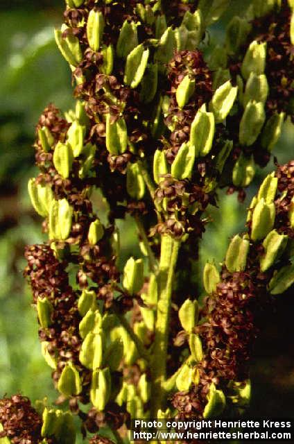 Photo: Veratrum nigrum 2.