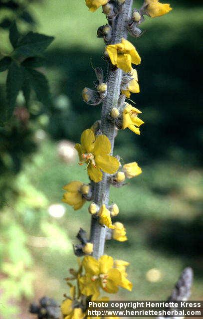 Photo: Verbascum bombyciferum 1.