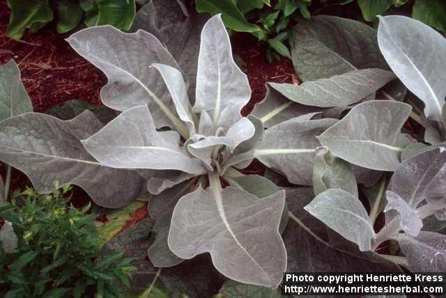 Photo: Verbascum bombyciferum 3.