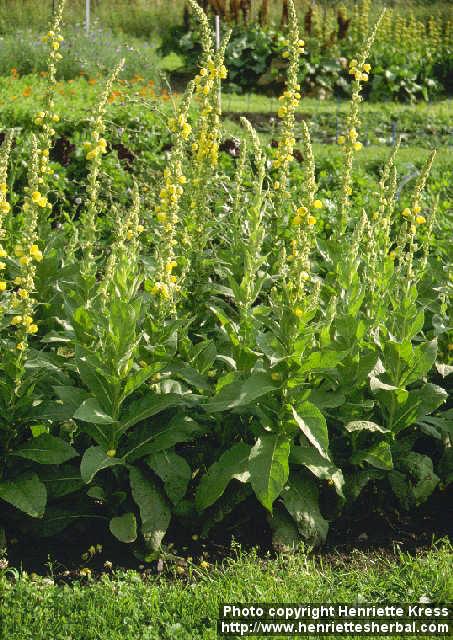 Photo: Verbascum phlomoides 1.