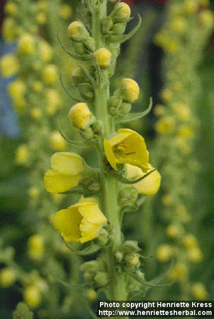 Photo: Verbascum phlomoides 2.