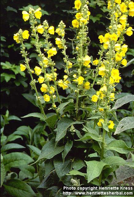 Photo: Verbascum phlomoides.