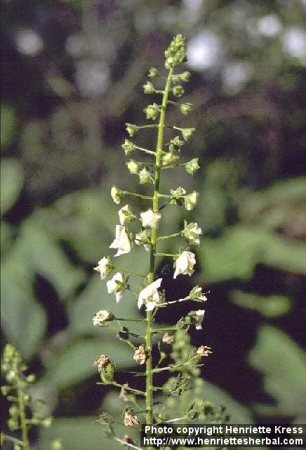 Photo: Verbascum phoeniceum 1.