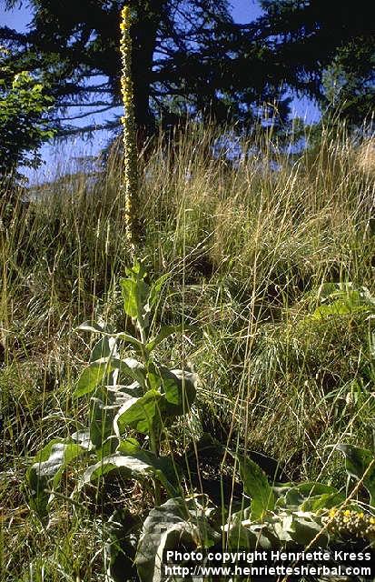 Photo: Verbascum thapsus 2.