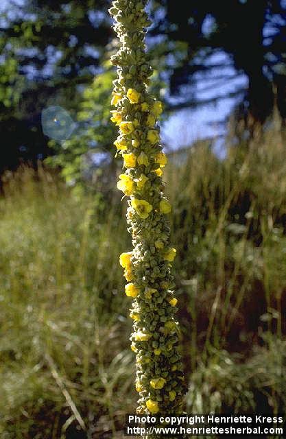 Photo: Verbascum thapsus 3.