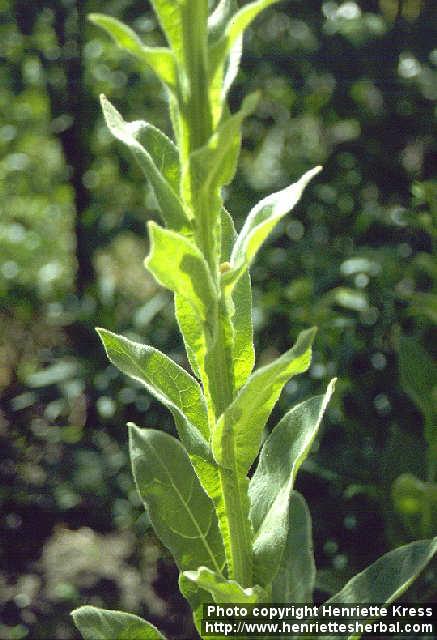 Photo: Verbascum thapsus 6.