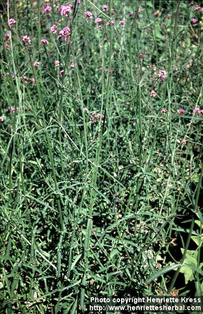 Photo: Verbena bonariensis 1.