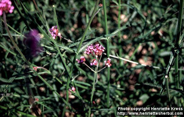 Photo: Verbena bonariensis 3.