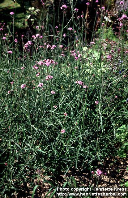 Photo: Verbena bonariensis.