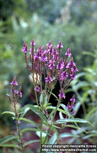 Photo: Verbena hastata 2.