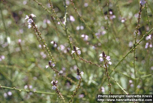 Photo: Verbena officinalis 1.