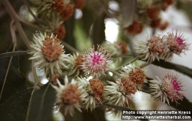 Photo: Vernonia calvoana 1.