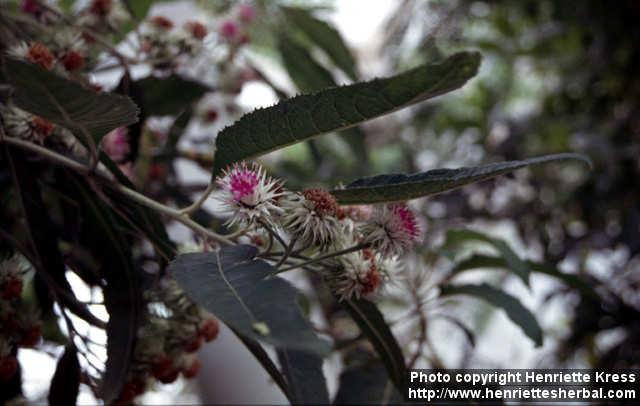 Photo: Vernonia calvoana.