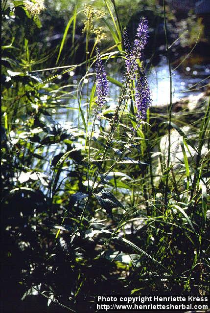 Photo: Veronica longifolia.