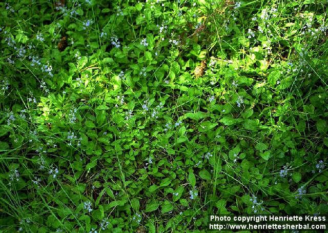 Photo: Veronica officinalis 3.