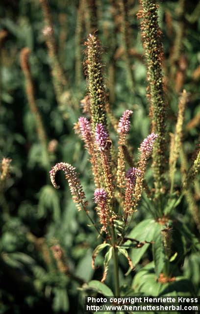 Photo: Veronicastrum sibiricum.