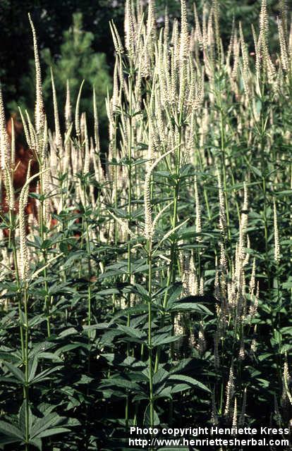 Photo: Veronicastrum virginicum 1.