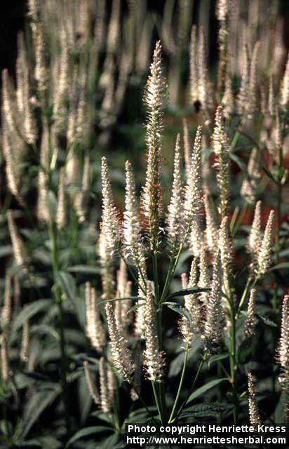 Photo: Veronicastrum virginicum 2.