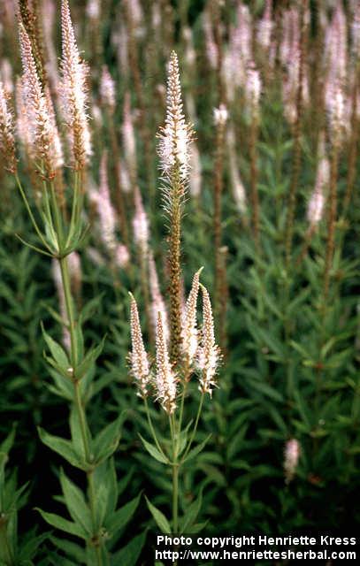 Photo: Veronicastrum virginicum 4.