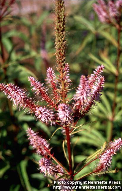 Photo: Veronicastrum virginicum 7.