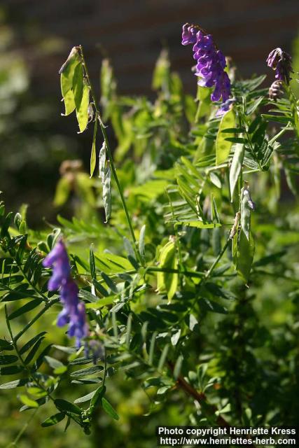 Photo: Vicia cracca 4.