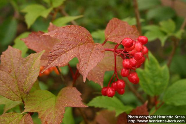 Photo: Viburnum opulus 8.