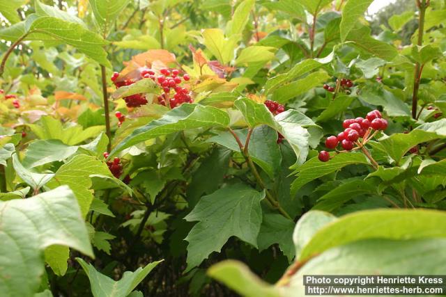 Photo: Viburnum opulus 12.