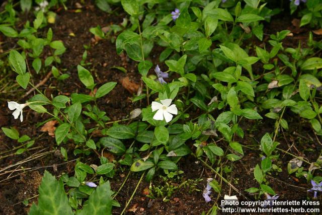 Photo: Vinca minor 4.