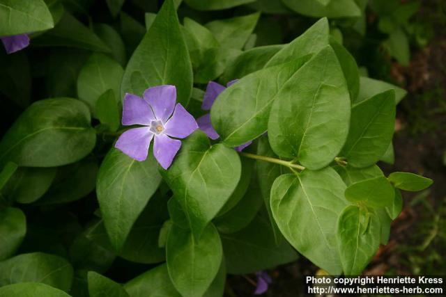 Photo: Vinca major 8.