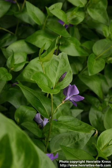 Photo: Vinca major 9.