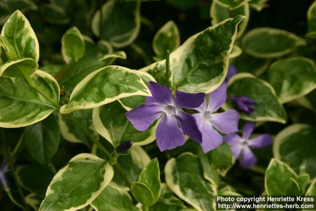 Photo: Vinca major 10.