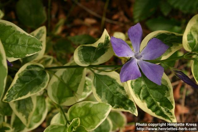 Photo: Vinca major 11.