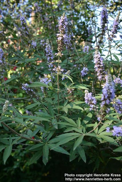 Photo: Vitex agnus castus 4.