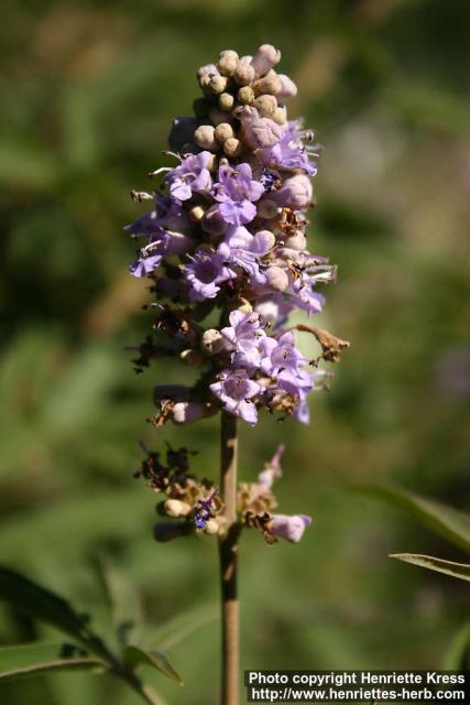 Photo: Vitex agnus castus 6.