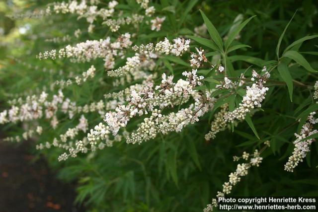 Photo: Vitex agnus castus 7.