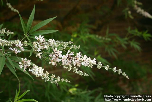 Photo: Vitex agnus castus 8.